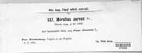 Merulius aureus image